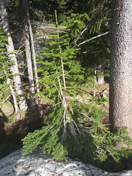 Image of subalpine fir