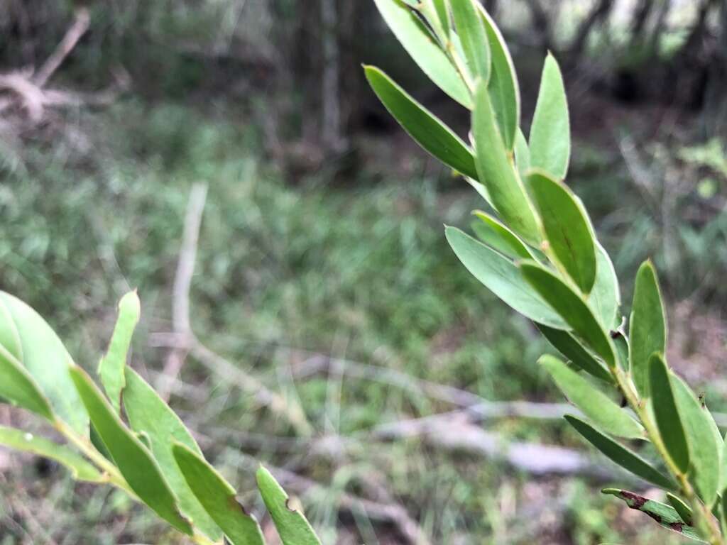 Imagem de Acacia fimbriata A. Cunn. ex G. Don