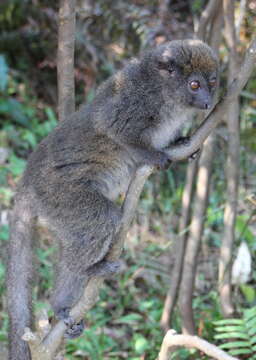 Image of Bamboo Lemur