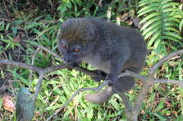 Image of Bamboo Lemur