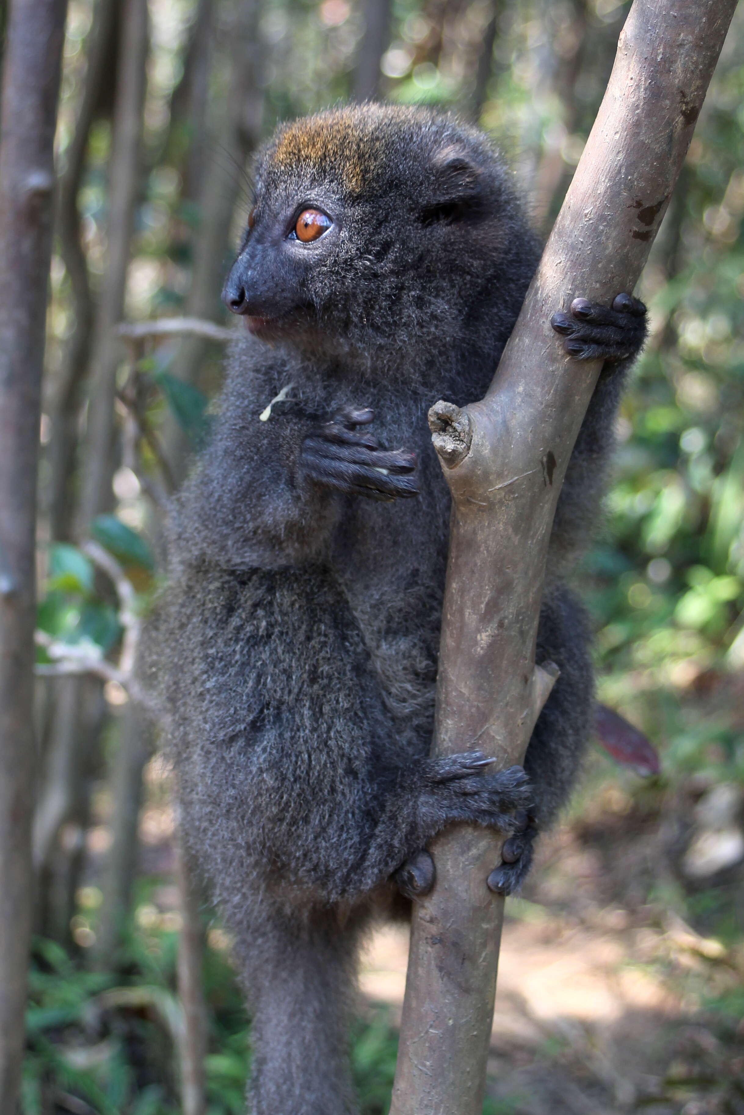 Image of Bamboo Lemur