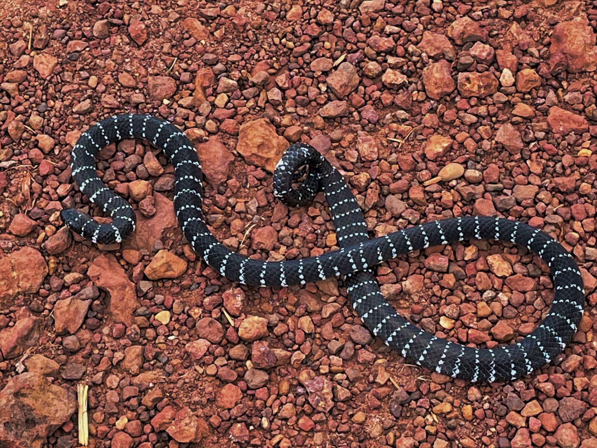 صورة Micrurus albicinctus Amaral 1925