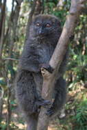 Image of Bamboo Lemur