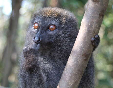 Image of Bamboo Lemur