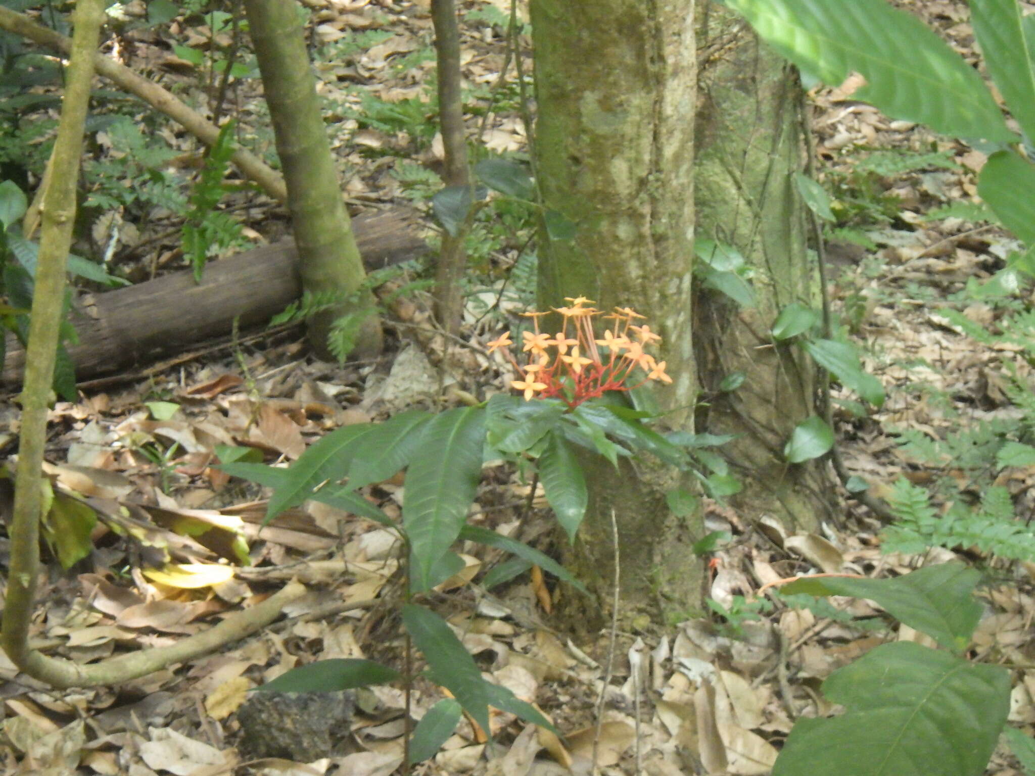 Image of Ixora congesta Roxb.