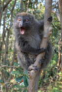 Image of Bamboo Lemur