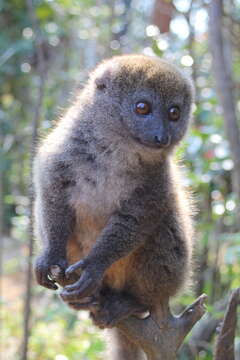 Image of Bamboo Lemur