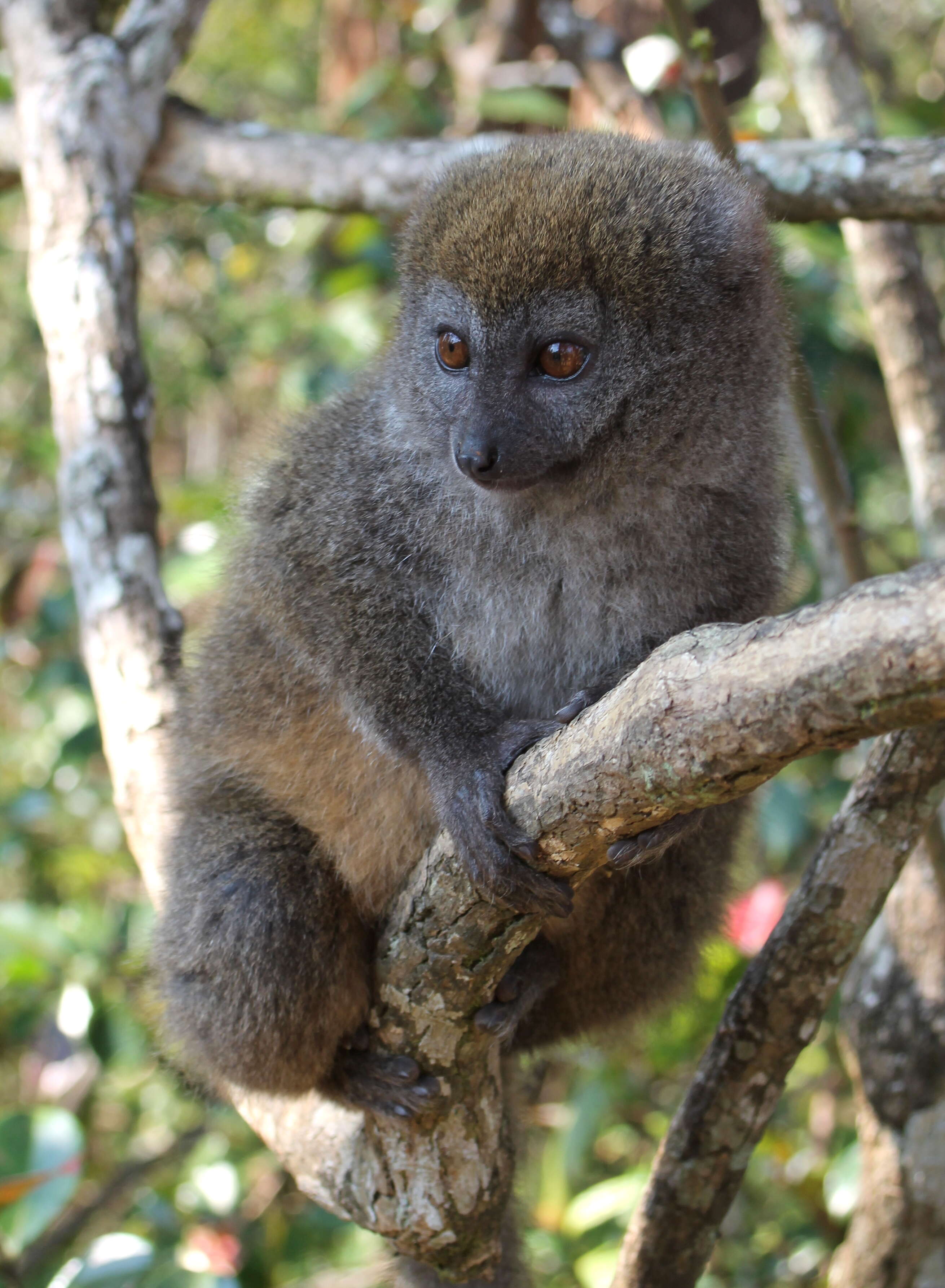 Image of Bamboo Lemur