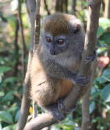 Image of Bamboo Lemur