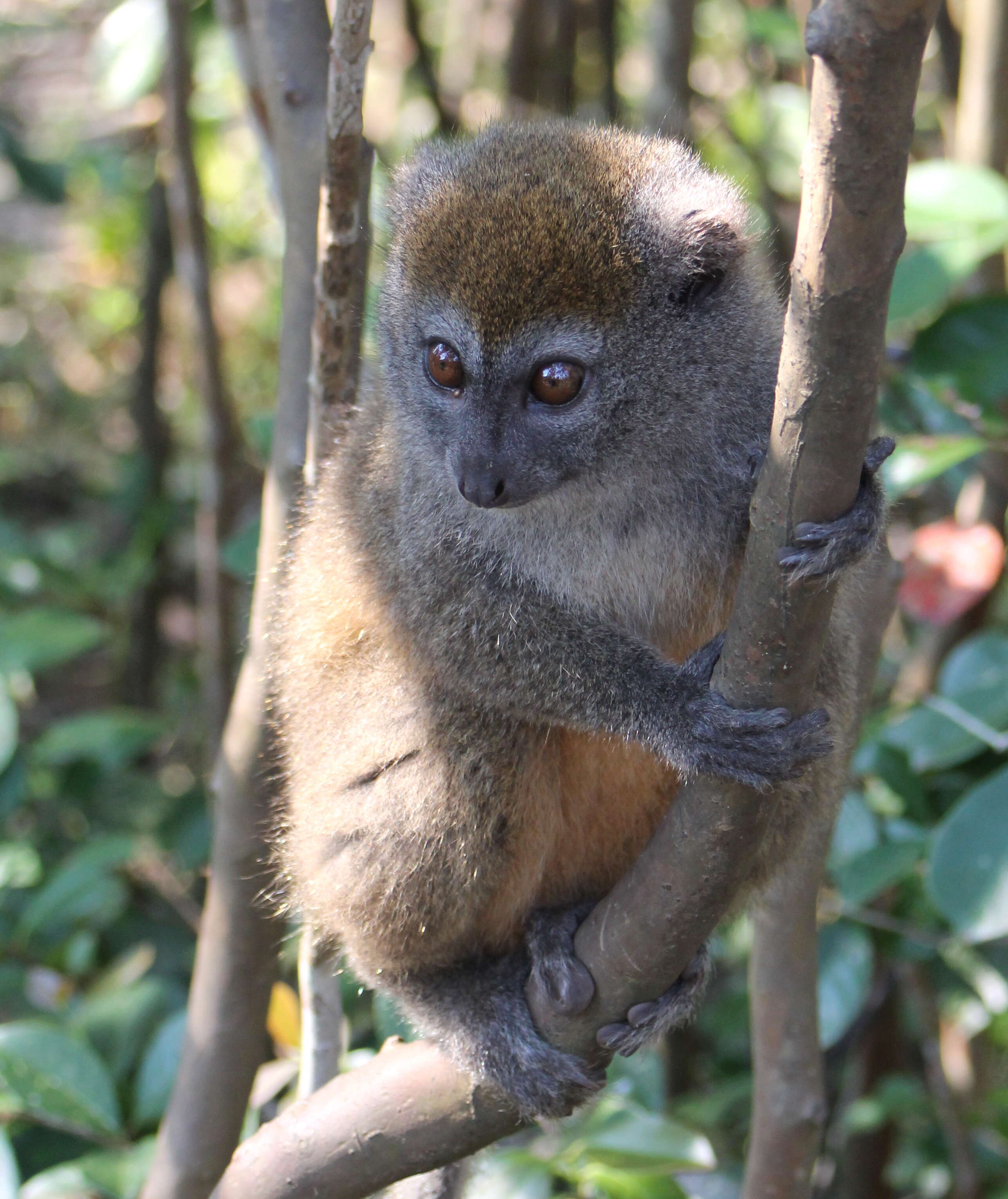 Image of Bamboo Lemur