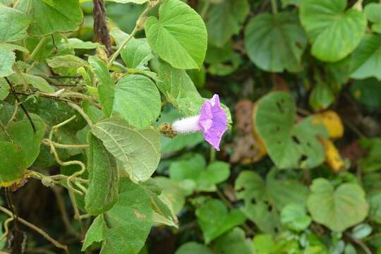 Image of Ipomoea villifera House