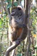 Image of Bamboo Lemur