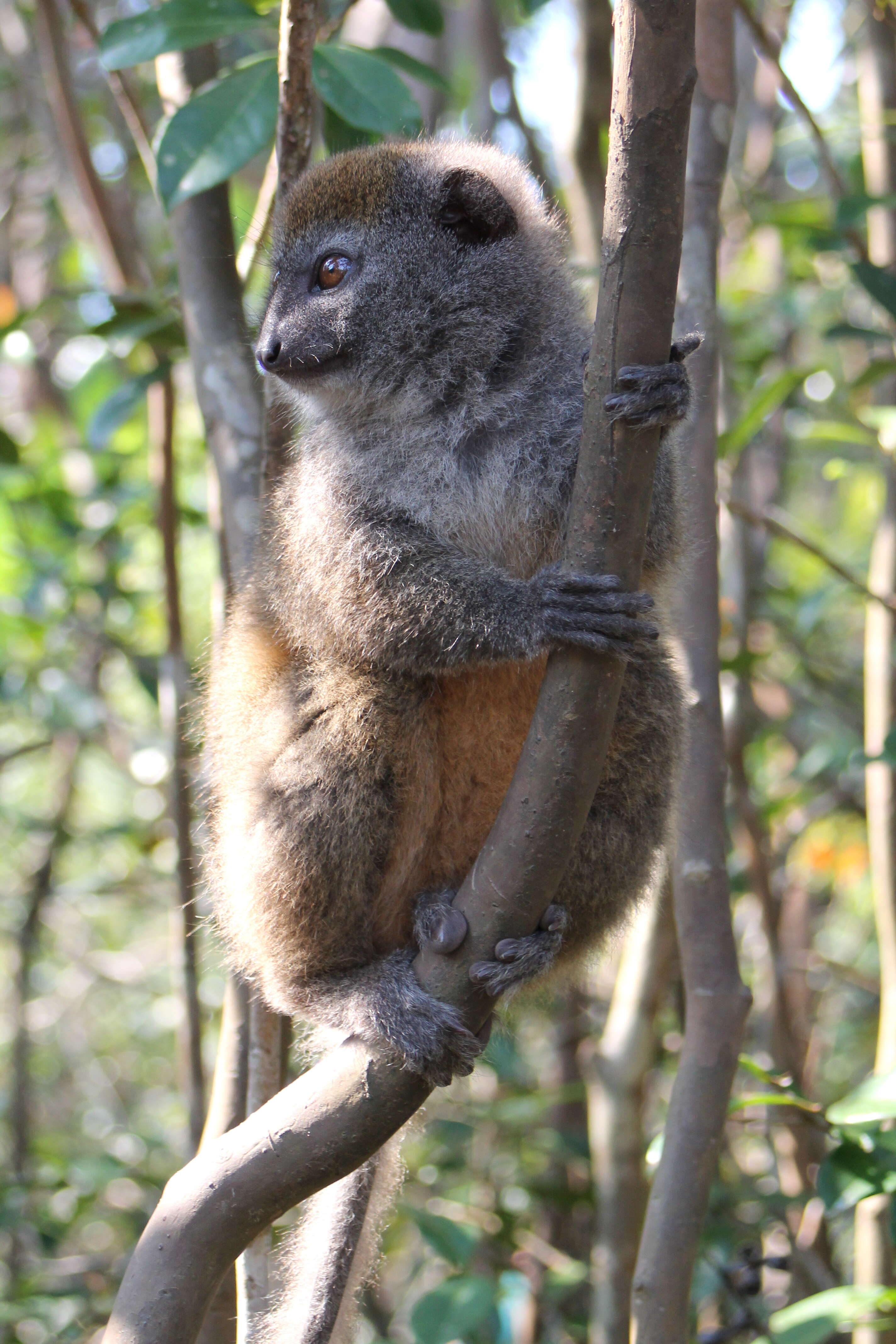 Image of Bamboo Lemur