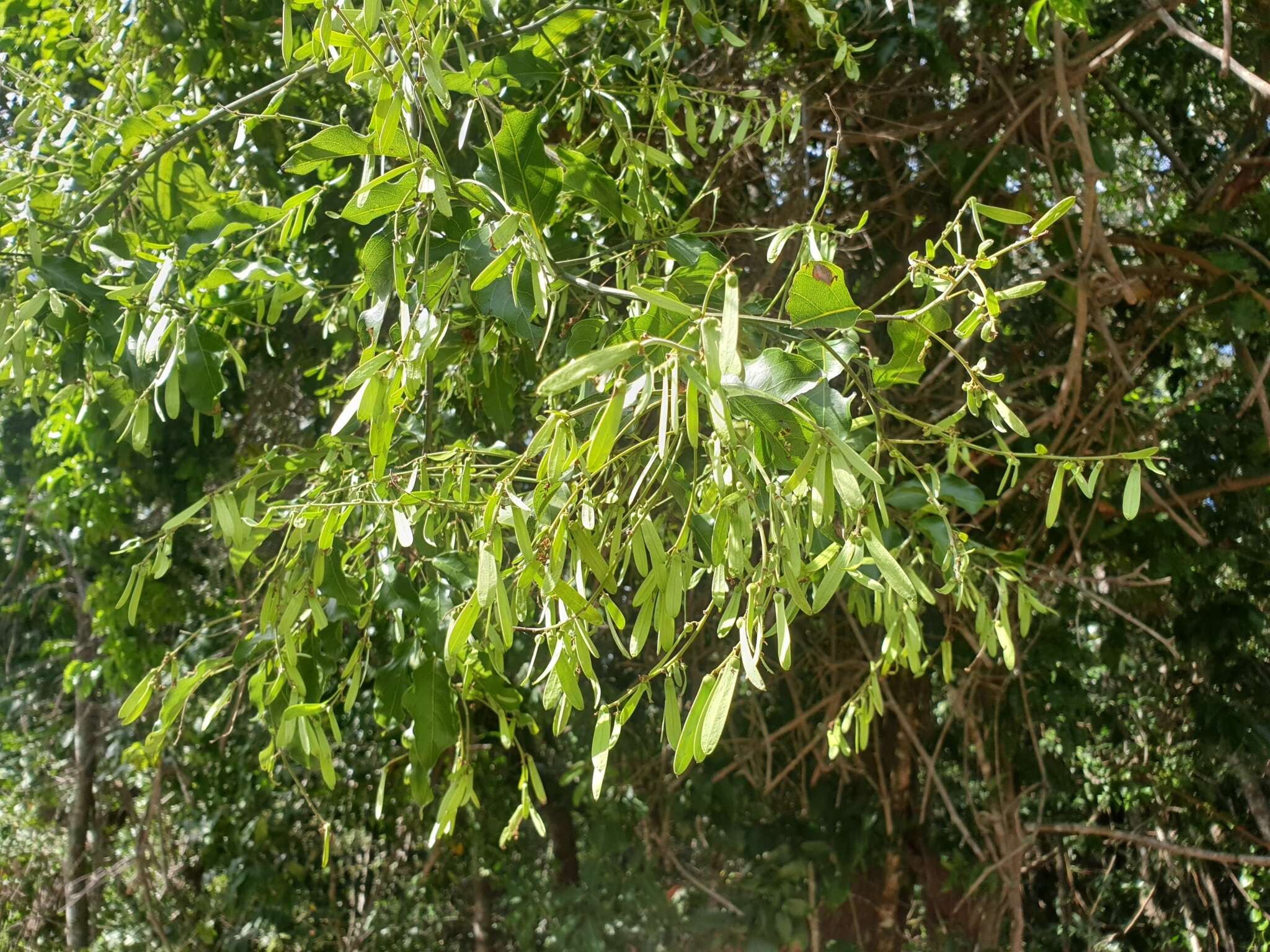 Image of Ventilago pubiflora Francis