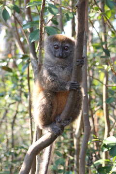 Image of Bamboo Lemur