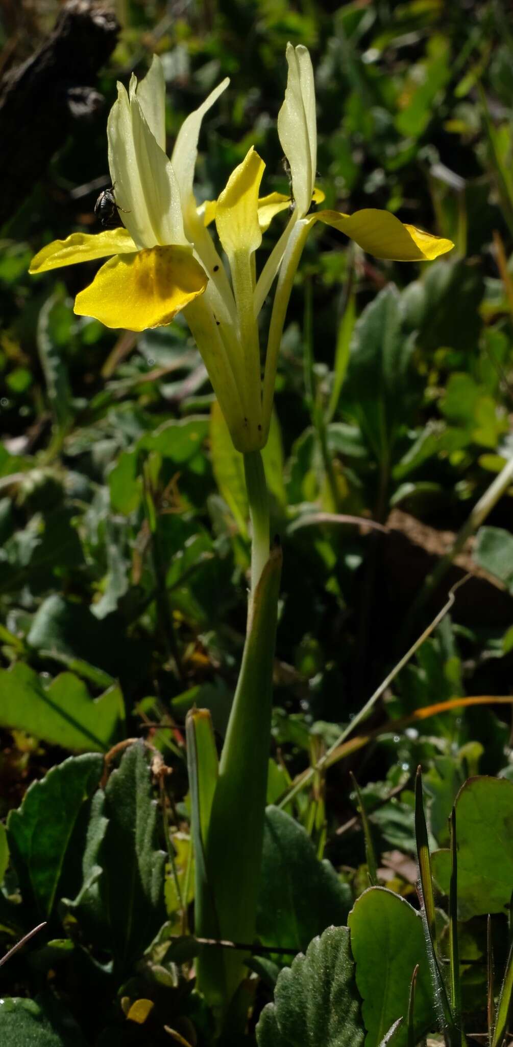 Image of Moraea macronyx G. J. Lewis