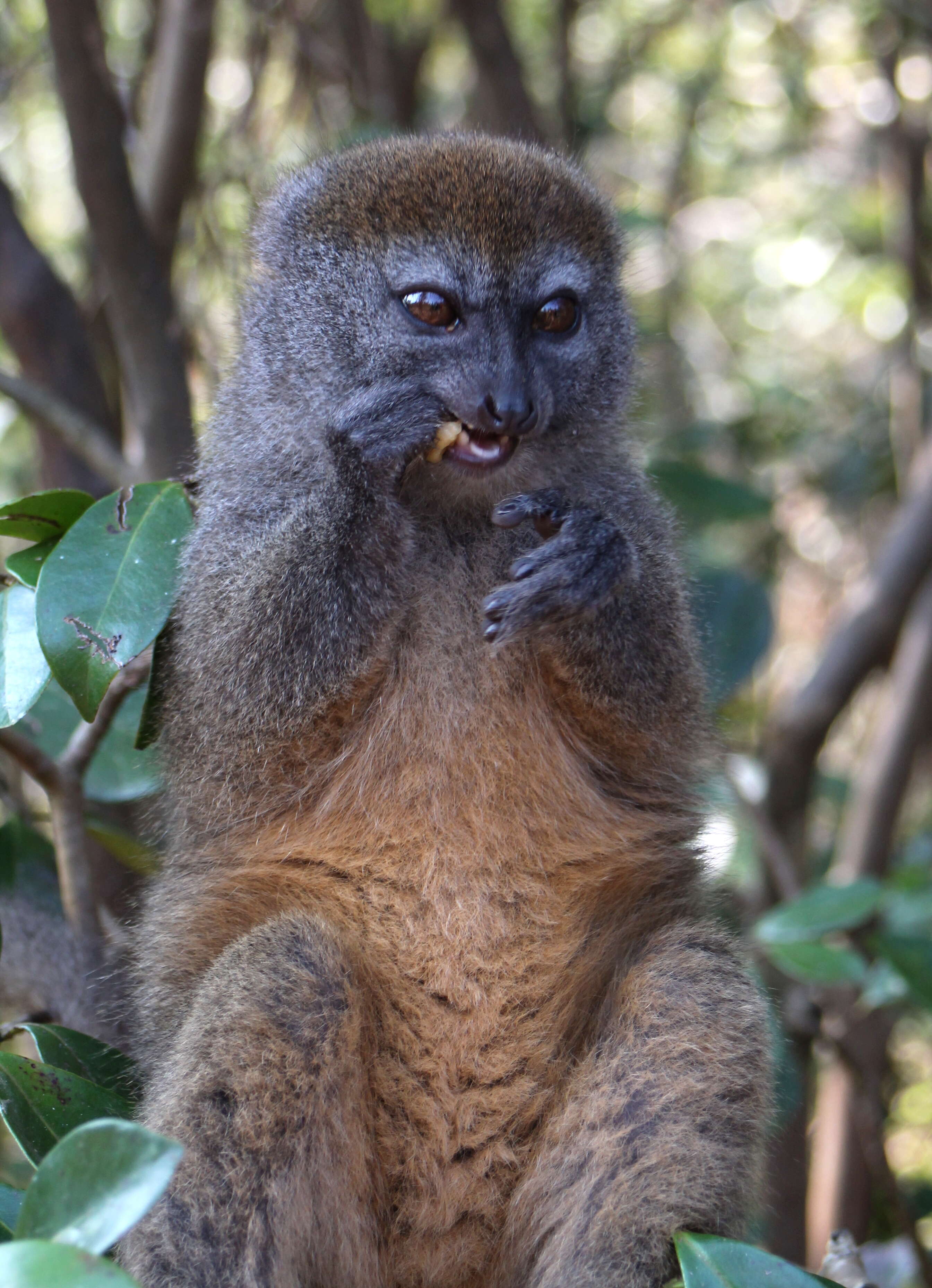 Image of Bamboo Lemur