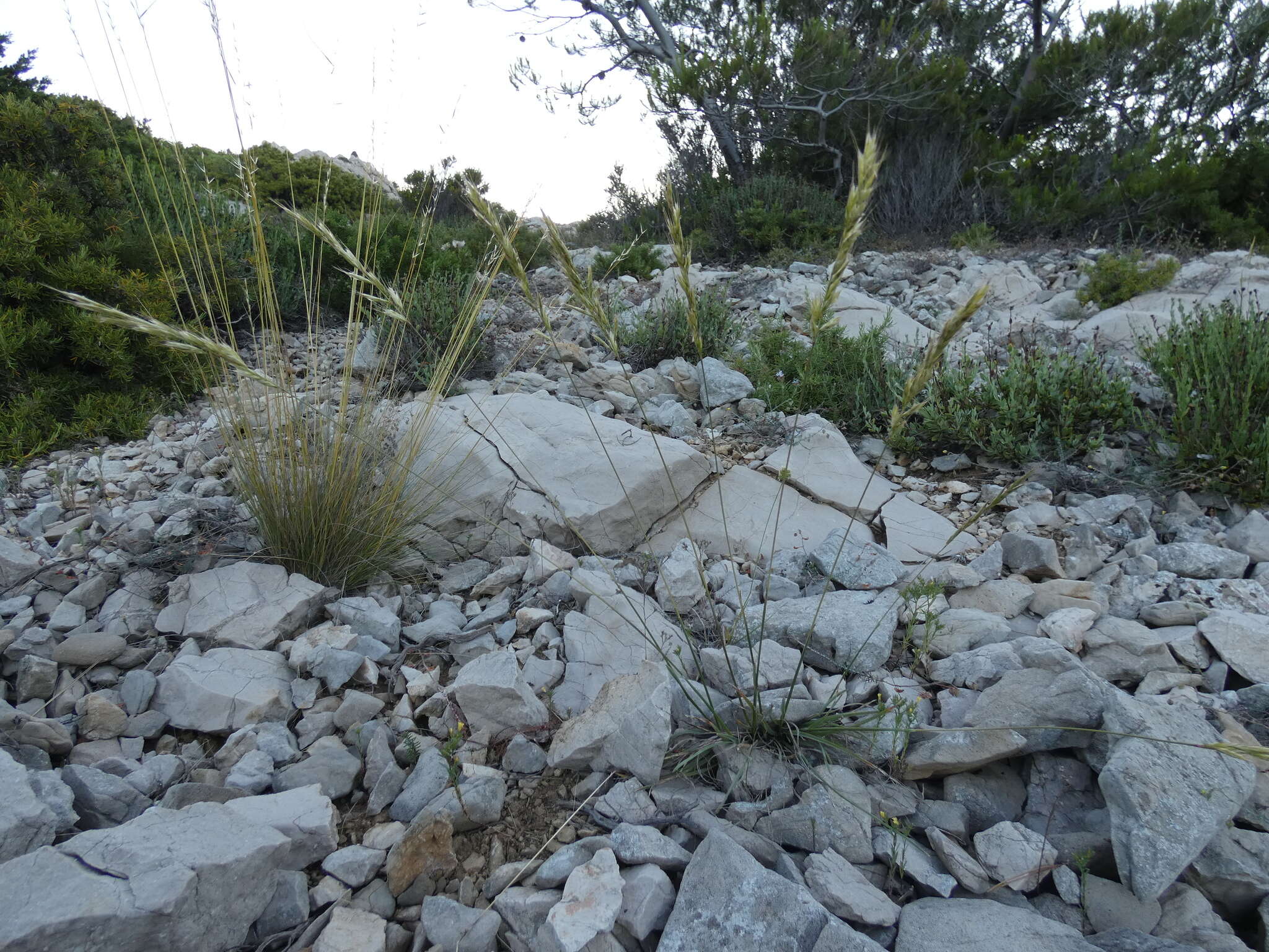 صورة Helictochloa bromoides (Gouan) Romero Zarco