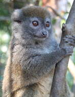 Image of Bamboo Lemur