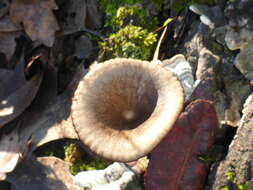 Image of Pseudoclitocybe