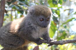 Image of Bamboo Lemur