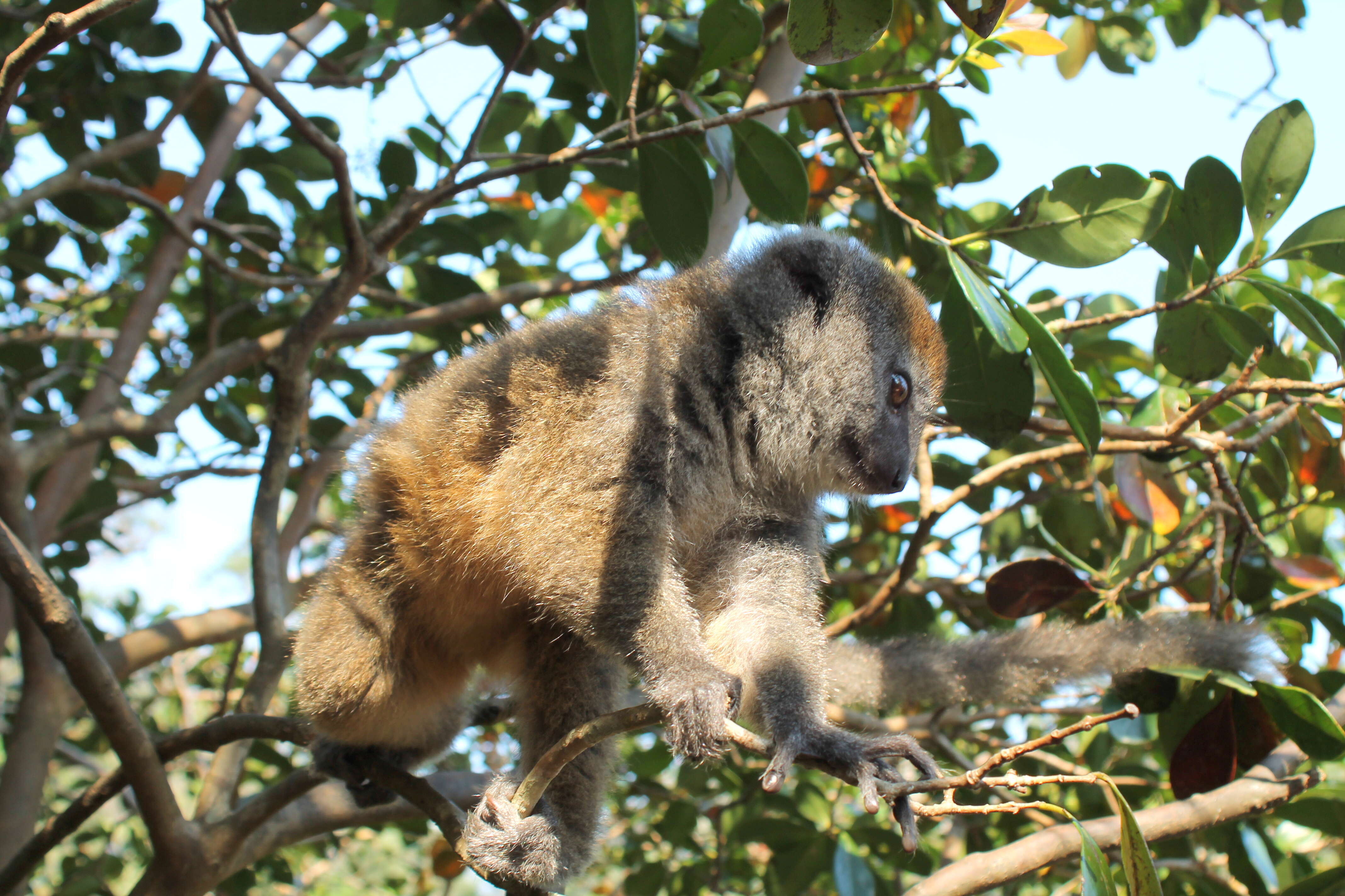 Image of Bamboo Lemur