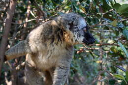 Image of brown lemur