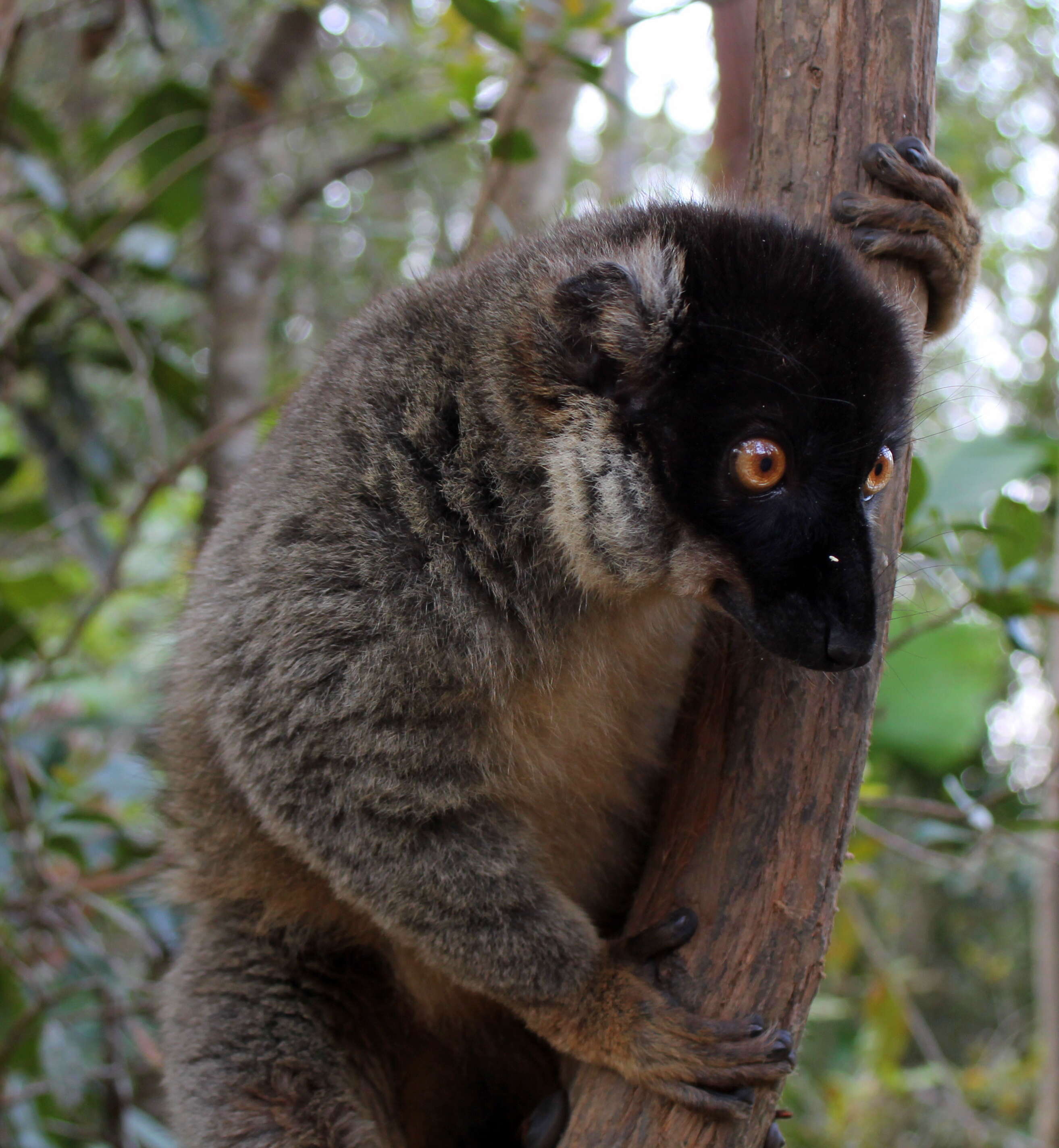 Image of brown lemur