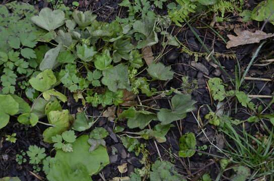 Image of Alchemilla baltica Sam. ex Juz.