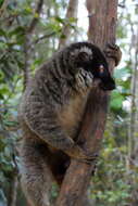 Image of brown lemur