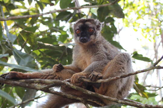 Image of brown lemur