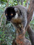 Image of brown lemur