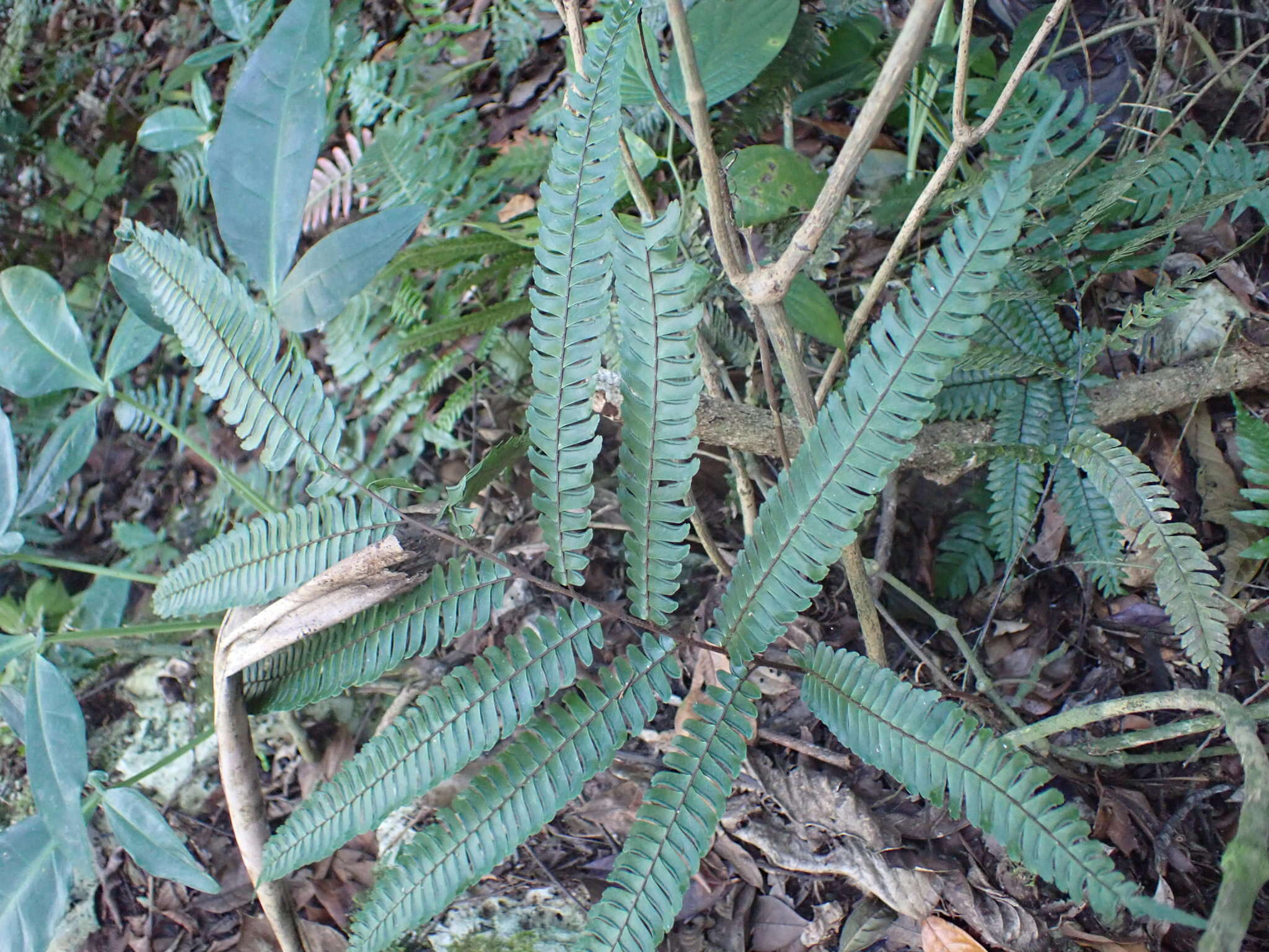 Plancia ëd Adiantum pulverulentum L.