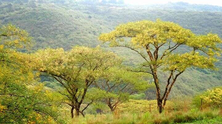 Image of Vachellia sieberiana (DC.) Kyal. & Boatwr.