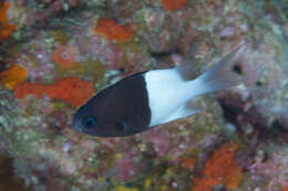 Plancia ëd Pycnochromis iomelas (Jordan & Seale 1906)