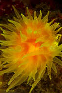 Image of Sunset cup coral