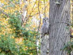 Image of Great Gray Owl