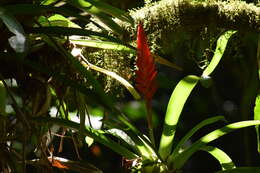 Image of Bromeliad