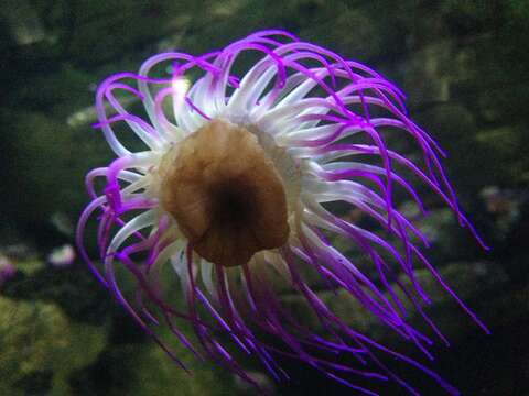 Image of Snakelocks anemone