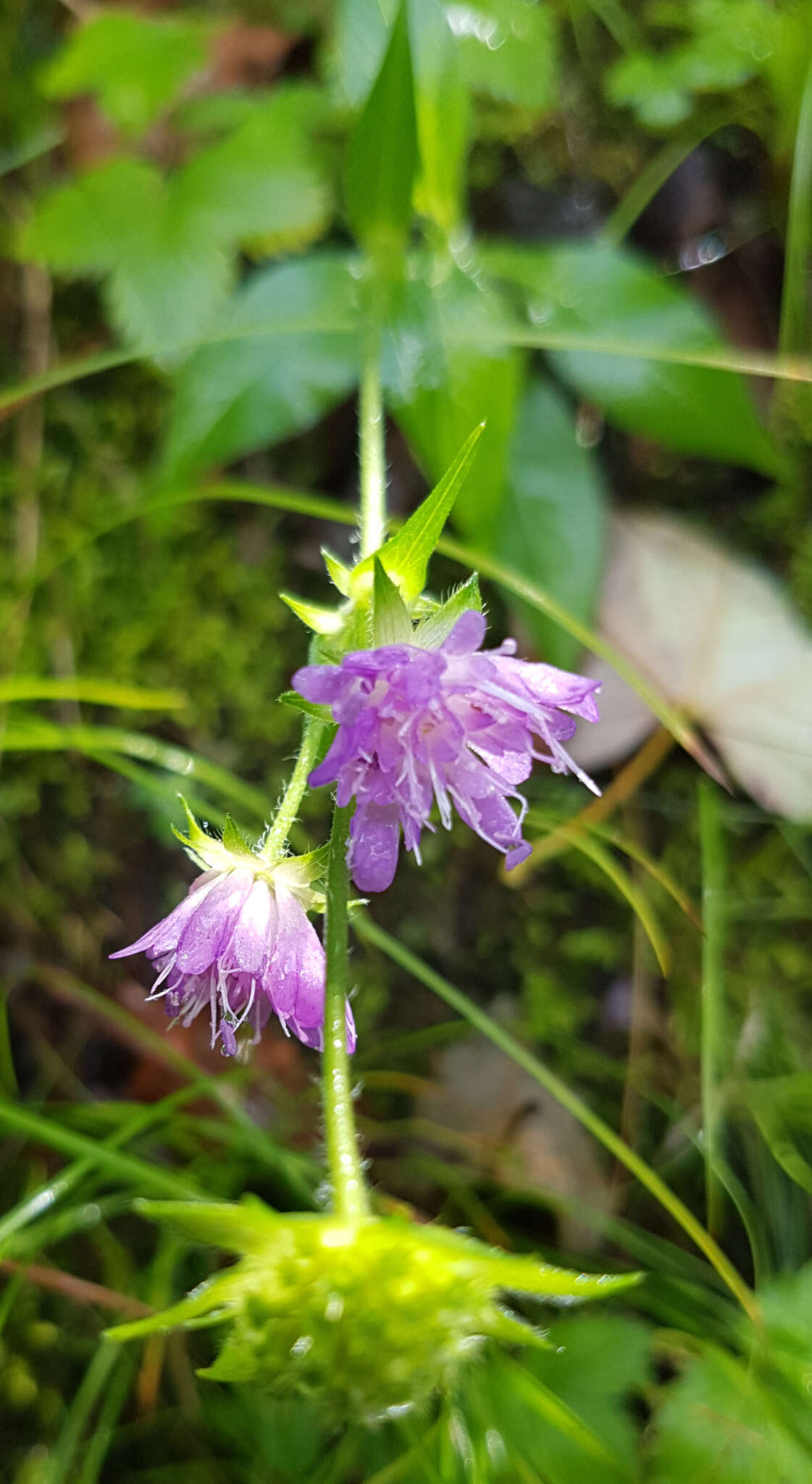 صورة Knautia dipsacifolia Kreutzer