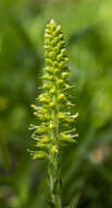 Image of Bull's coraldrops