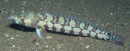 Image of Reticulated sandperch