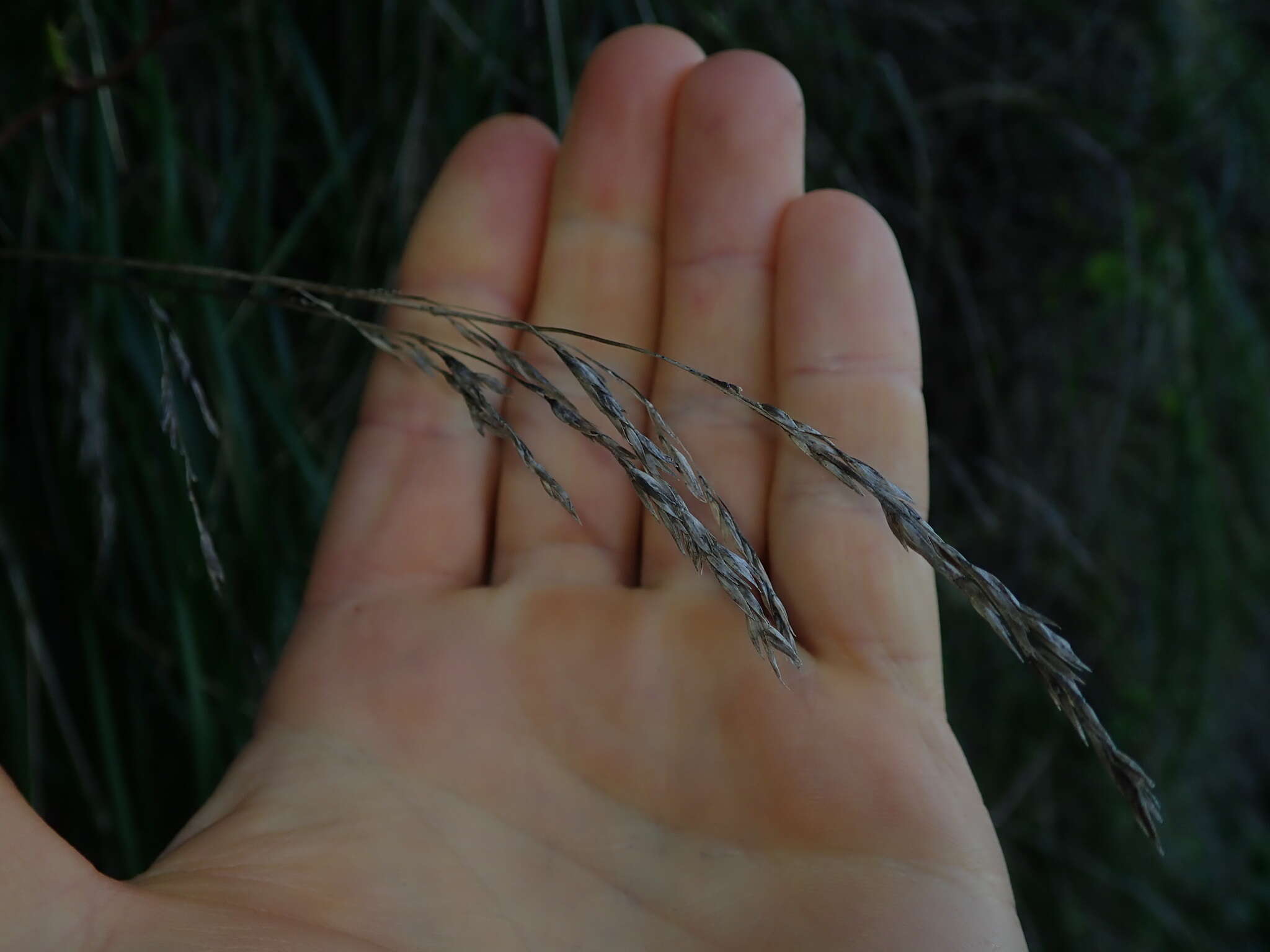 Image of Poa chathamica Petrie