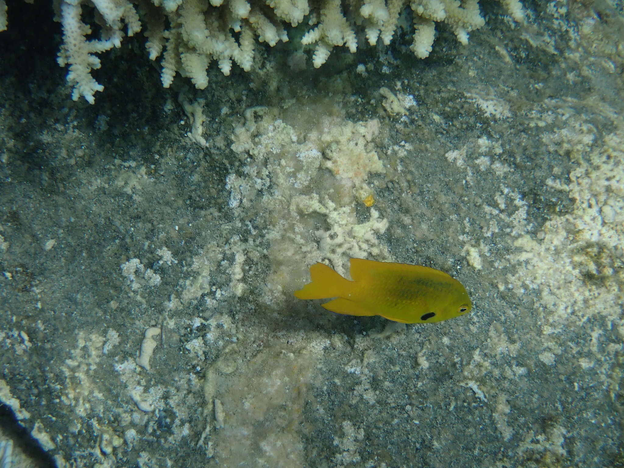 Image of Sulfur damsel