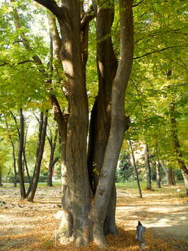 Image of Caucasian zelkova