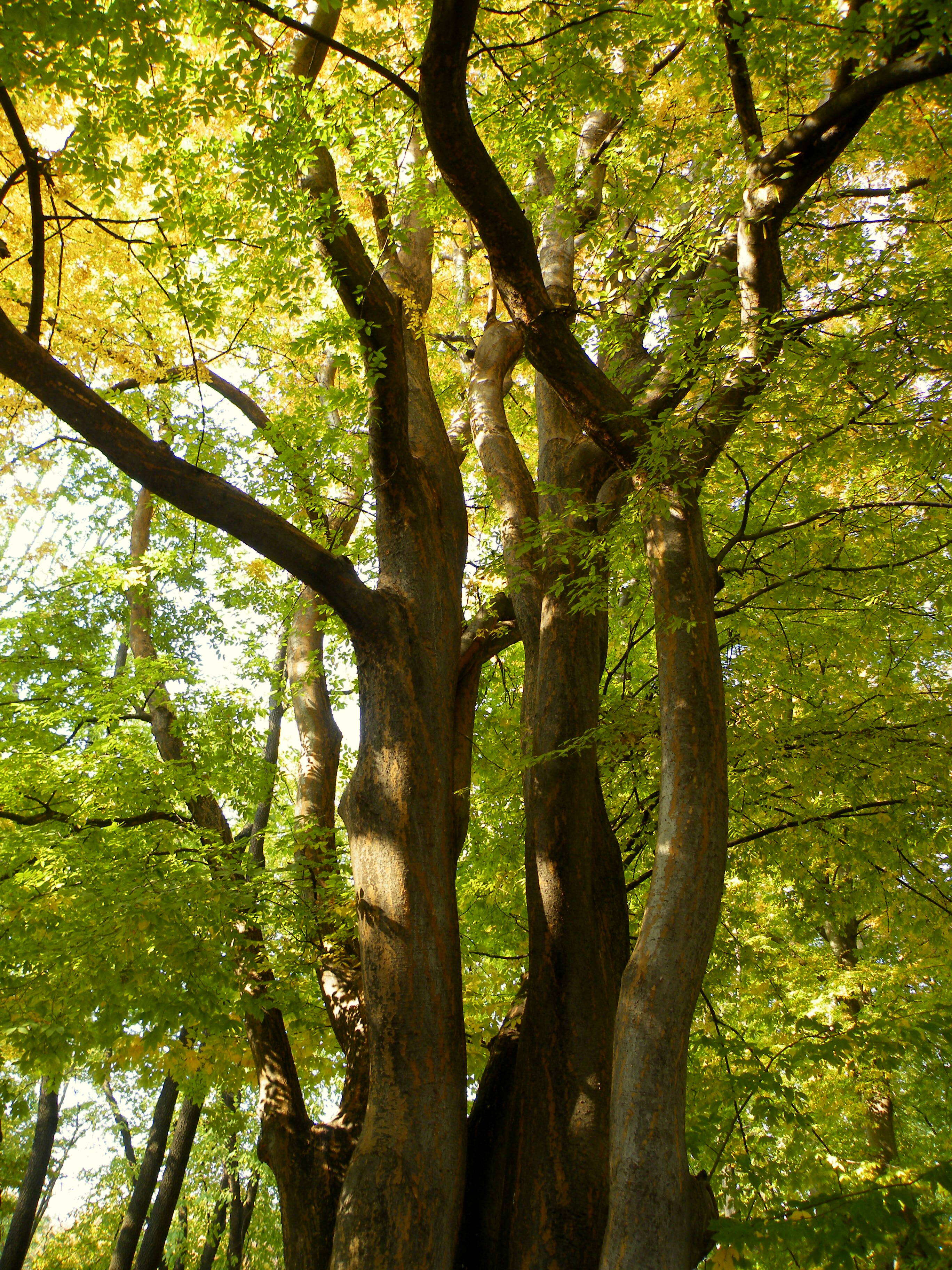 Image de Zelkova carpinifolia (Pall.) C. Koch