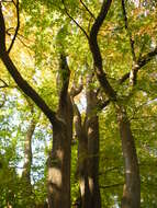 Image de Zelkova carpinifolia (Pall.) C. Koch