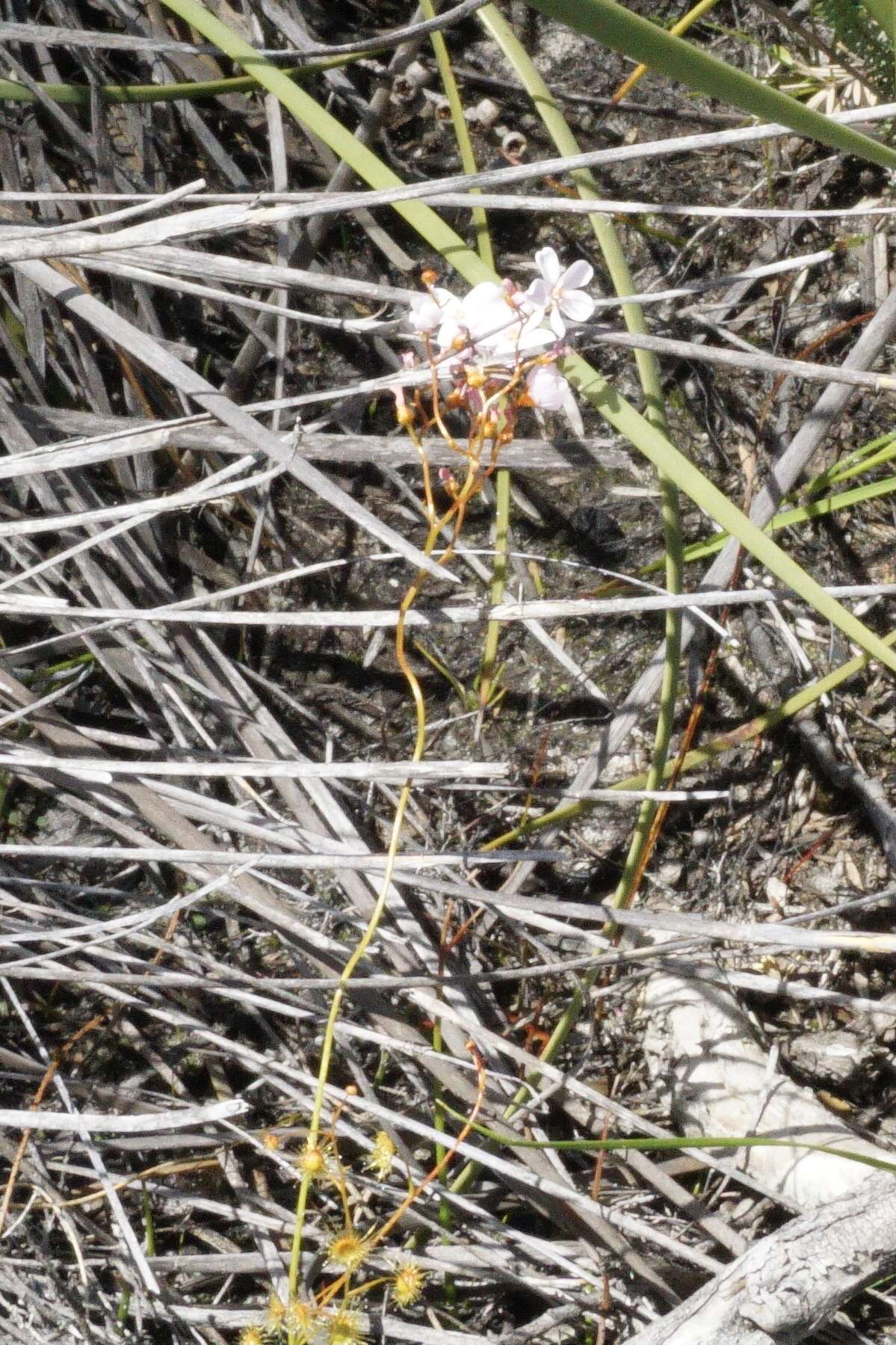 Image de Drosera myriantha Planch.