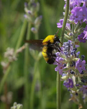 Image of Morrison Bumble Bee