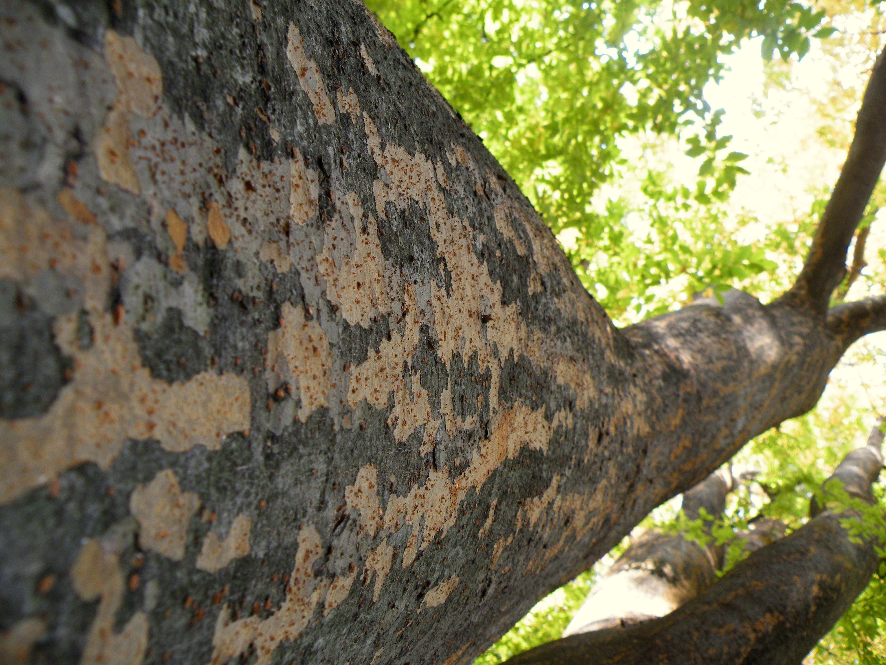 Image de Zelkova carpinifolia (Pall.) C. Koch